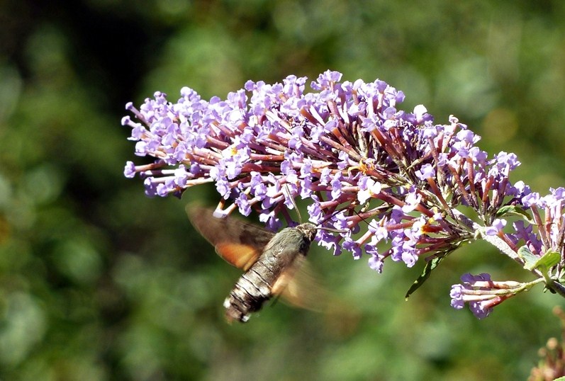 Macroglossum stellatarum